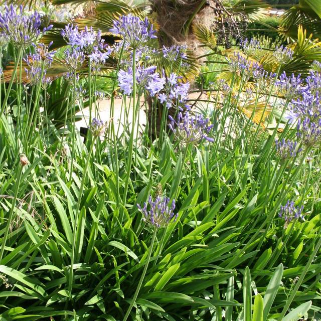 Agapanthe 'Dr Brouwer' (Marie-Elise LIENNARD)