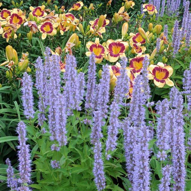 Agastache 'Blue Fortune' (cultivar413 / wikimedia.org)