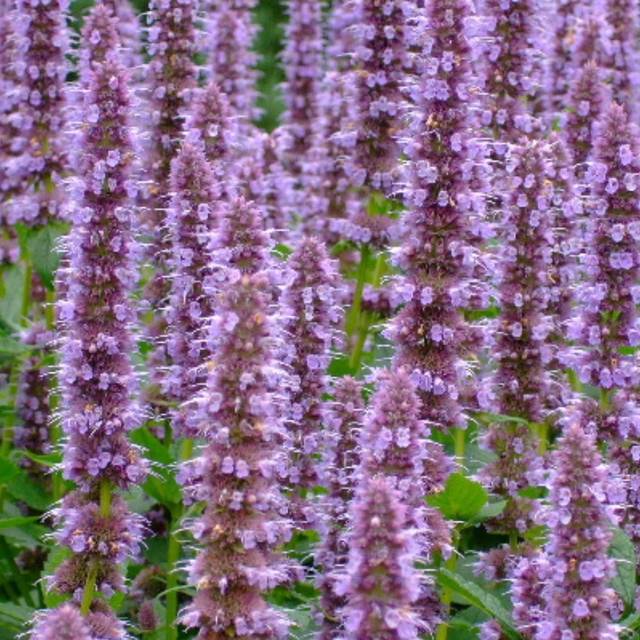 Agastache 'Blue Fortune' (yewchan / flickr.com)