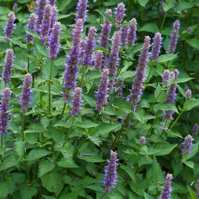 Agastache foeniculum (anisata) - Agastache fenouil (nickkurzenko / Adobe Stock)