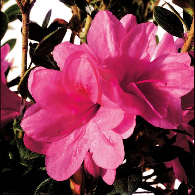 Azalée ENCORE® Empress (Azalea japonica) (Globe Planter)