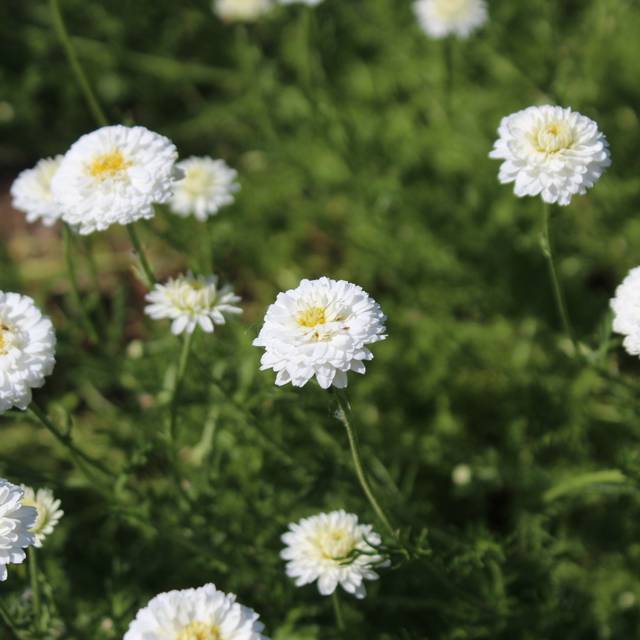 Camomille à fleurs doubles - Chamaemelum nobile 'Ligulosum' (jercou / Adobe Stock)