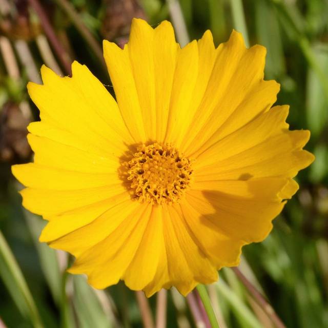 Coreopsis grandiflora 'Mayfield Giant' (JAG IMAGES / Adobe Stock)