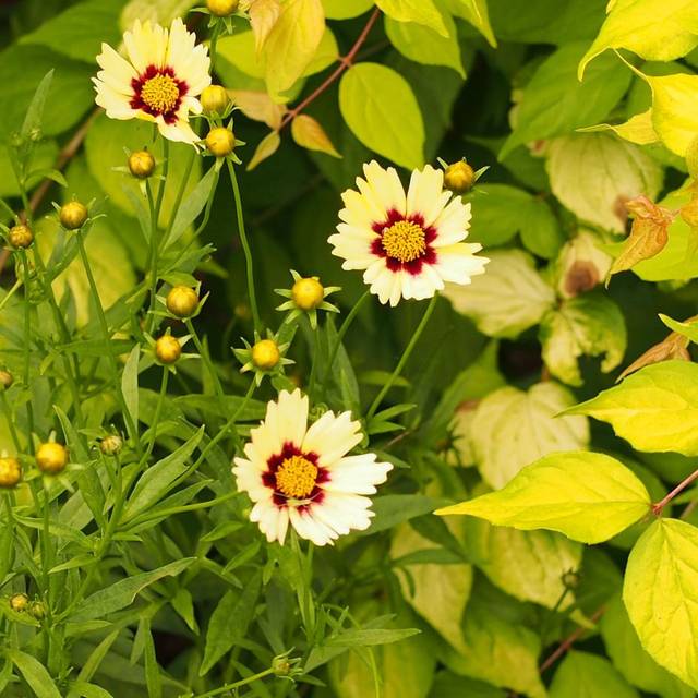 Coreopsis 'Redshift' (F. D. Richards / flickr.com)
