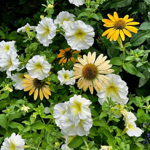 Echinacée purpurea 'Mellow Yellows' - Echinacea (F Delventhal / flickr.com)