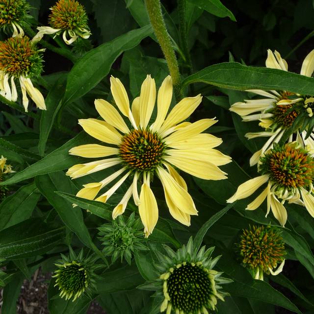 Echinacea 'Sunrise' ( F. D. Richards / flickr.com)
