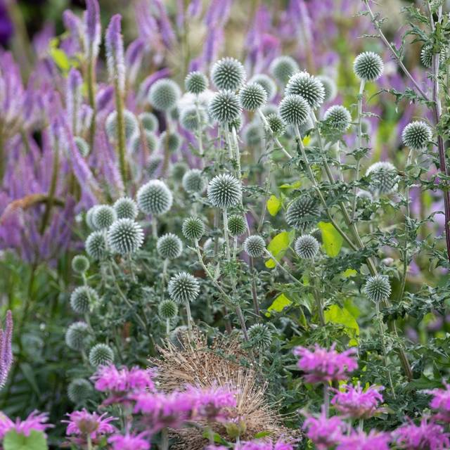 Echinops bannaticus 'Star Frost' (Lois GoBe / Adobe Stock)