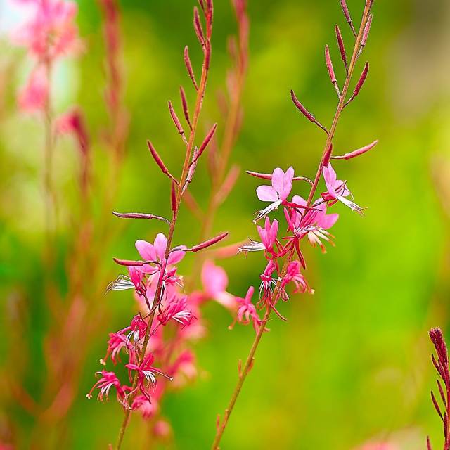 Gaura lindheimeri 'Siskiyou Pink' (George E. Koronaios / flickr)