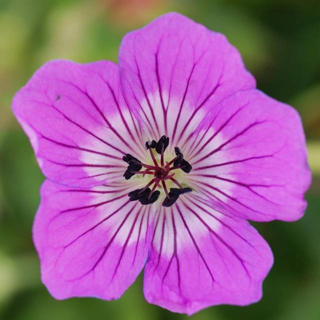 Geranium 'Kelly Anne'® (Globe Planter)