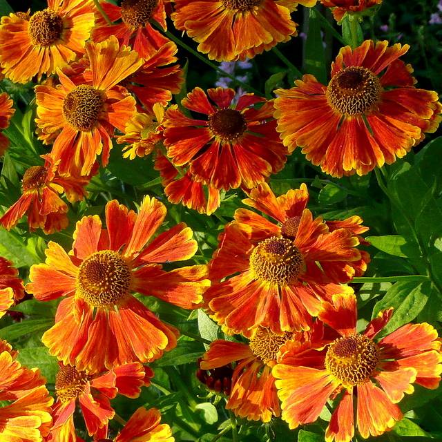 Helenium 'Waltraut' (Jonathan Billinger / wikimedia.org)