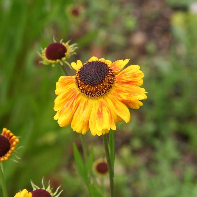 Helenium 'Wyndley' (Marie-Elise LIENNARD)