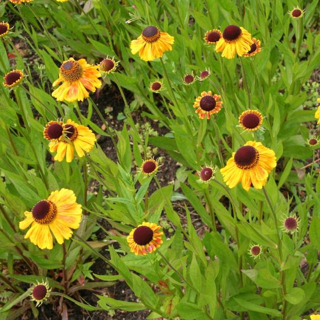 Helenium 'Wyndley' (Marie-Elise LIENNARD)