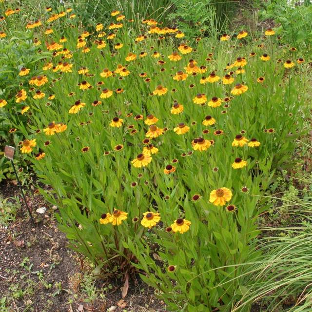 Helenium 'Wyndley' (Marie-Elise LIENNARD)