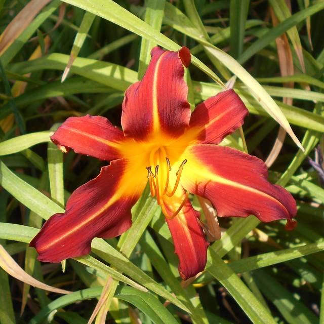 Hemerocallis 'Autumn Red' (Salicyna / wikimedia.org)