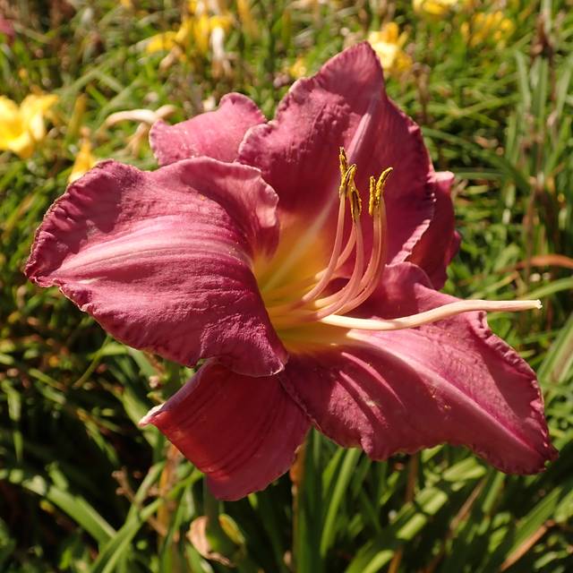 Hemerocallis 'Chicago Queen' (Salicyna / wikimedia.org)
