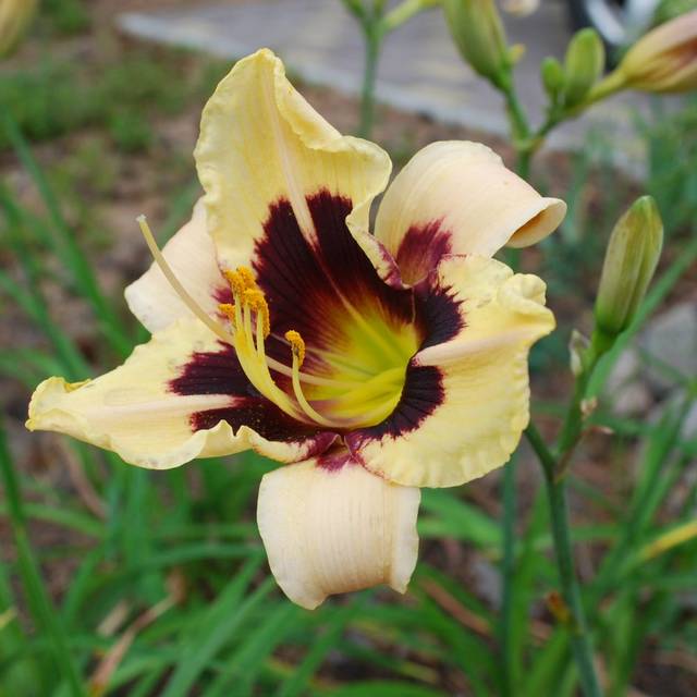 Hemerocallis 'Moonlit Masquerade' (LuckyRiga / Adobe Stock)