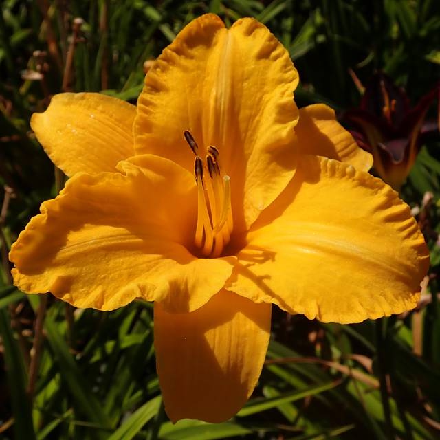 Hemerocallis 'By Myself' (Salicyna / wikimedia.org)