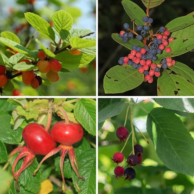 Kit de haie gourmande - Amelanchier, Rosa rugosa, Prunus tomentosa, Aronia