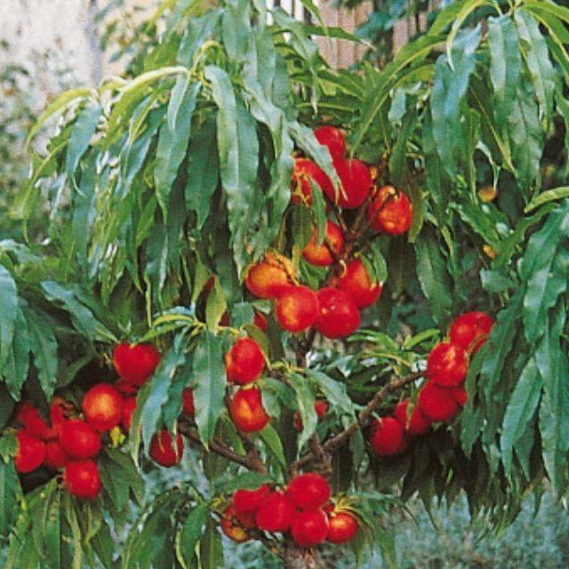 Nectarinier nain Nectarella® - fruits (Georges Delbard)