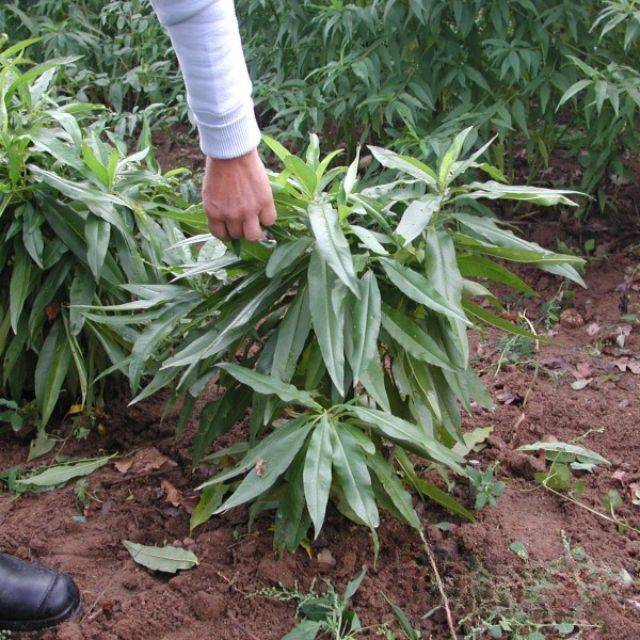 Nectarinier nain Nectarella® - touffe (Georges Delbard))