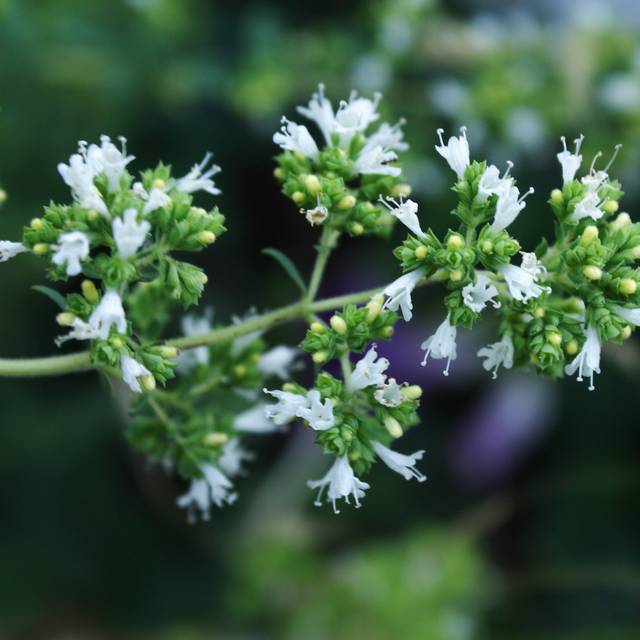 Origan espagnol - Origanum virens (Luis nunes alberto / wikimedia.org)