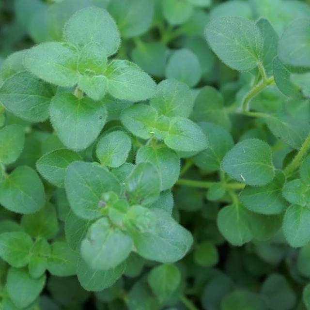 Origanum vulgare 'Hot and Spicy' - Origan - Marjolaine (David J. Stang / wikimedia.org)