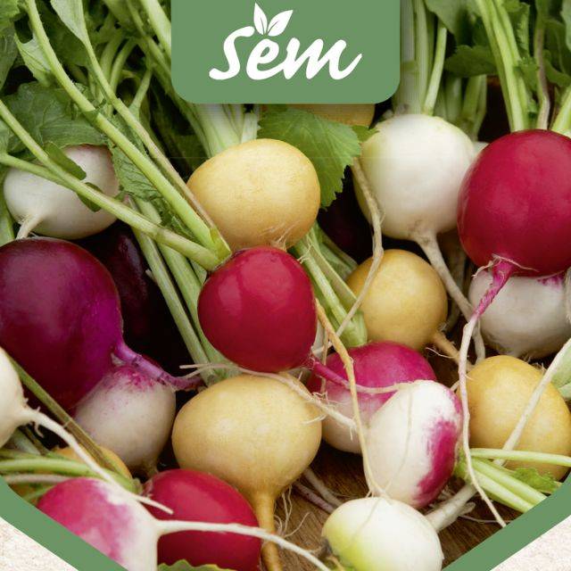 Radis ronds en mélange de couleurs