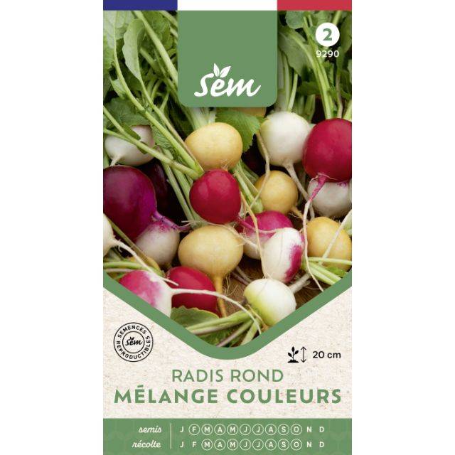 Radis ronds en mélange de couleurs