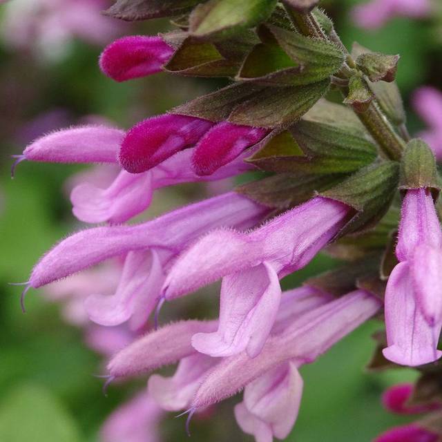 Salvia 'Arggr17011' PINK AMISTAD (Globe Planter)