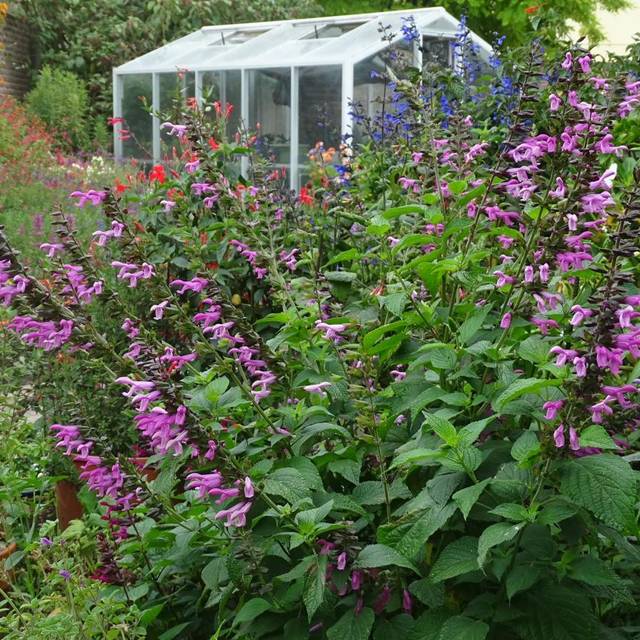 Salvia 'Arggr17011' PINK AMISTAD (Globe Planter)