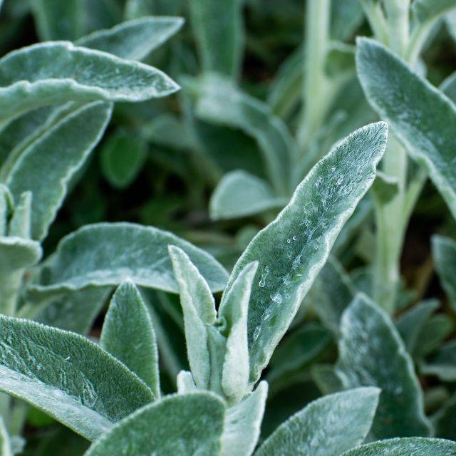 Thé de Crête (Sideritis syriaca) (Noemi / Adobe Stock)