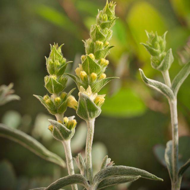 Thé des montagnes grecques - Sideritis scardica (Li-Bro / Adobe Stock)