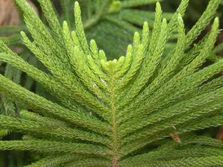 Araucaria heterophylla