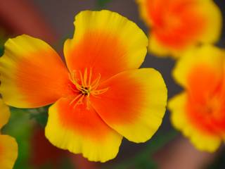 Fleur de pavot de Californie bicolore