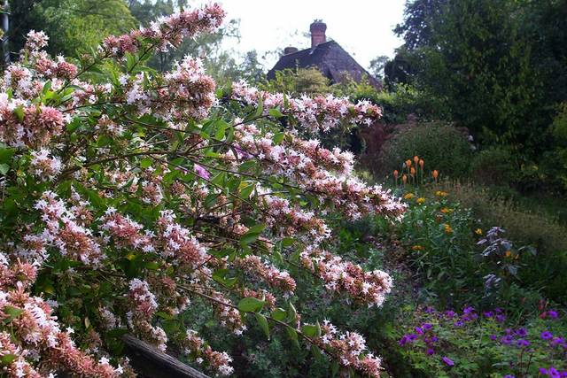 Abelia chinensis en fleurs