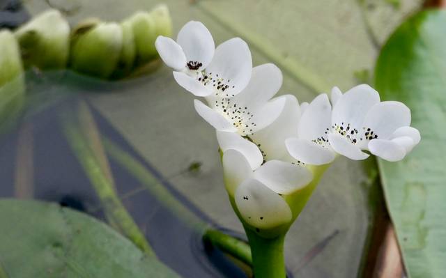 Aponogeton distachyos 
