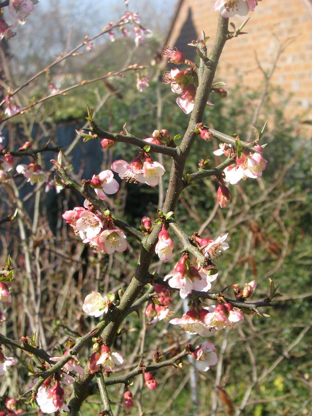 Chaenomeles cathayensis