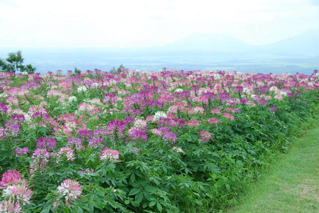 Spectaculaire parterre de cléomes (Mont.Aso Kyushu Japon)