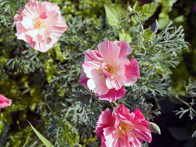Fleurs d'Eschscholtzia doubles et roses