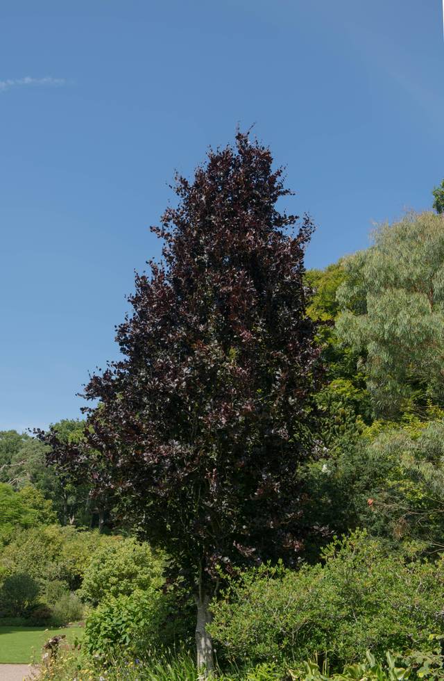 Fagus sylvatica 'Dawyck Purple'