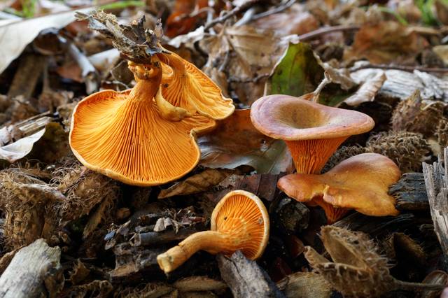 Fausse chanterelle, Hygrophoropsis aurantiaca