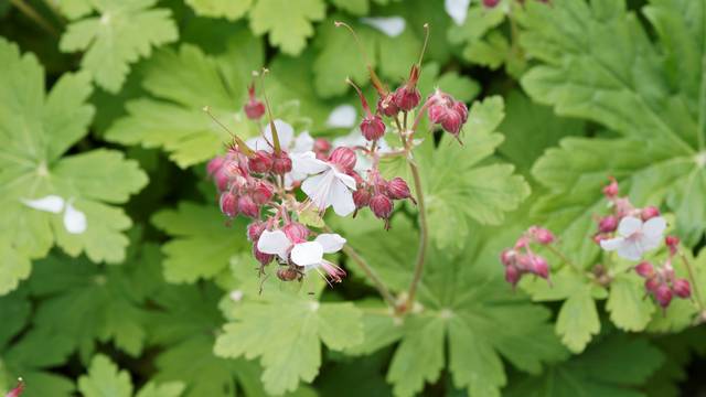 Geranium cantabrigiense 'Biokovo'