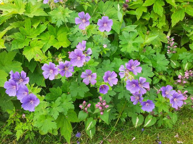Géranium Johnson's Blue