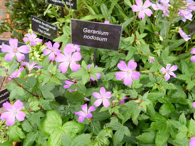 Geranium nodosum