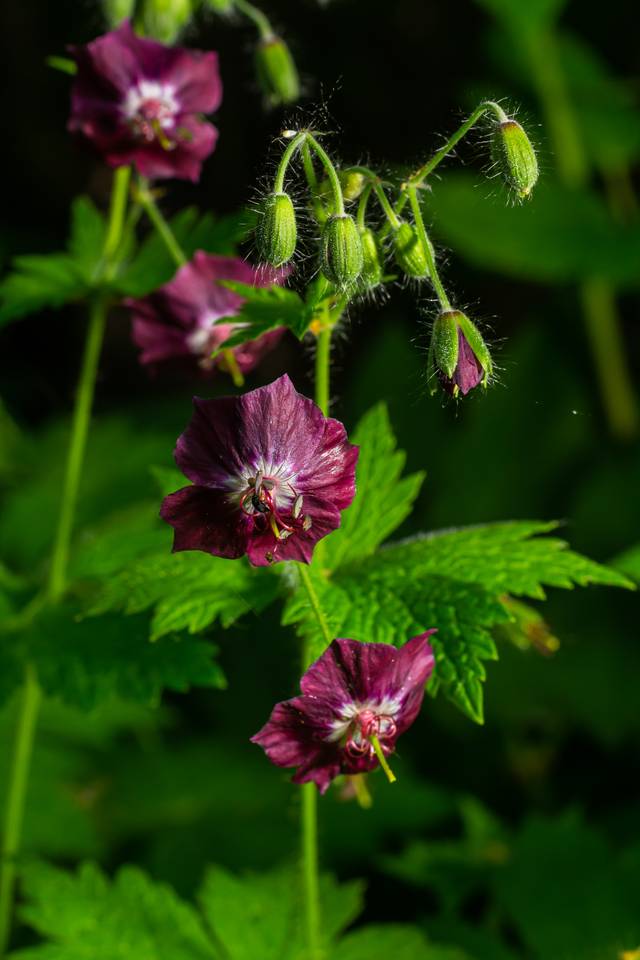 Geranium phaeum Samobor