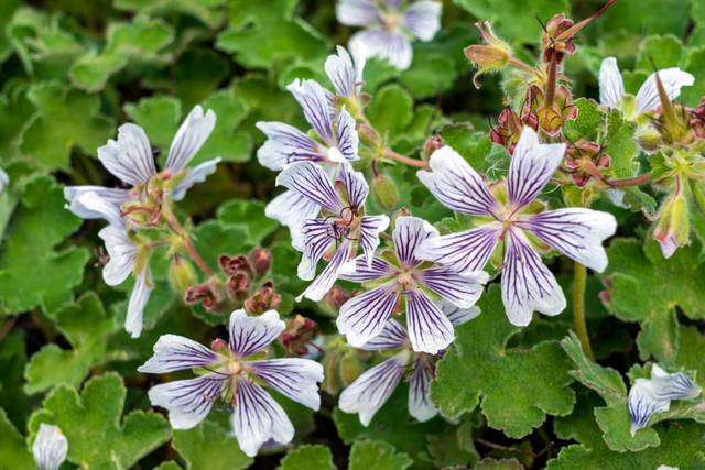 Geranium renardii