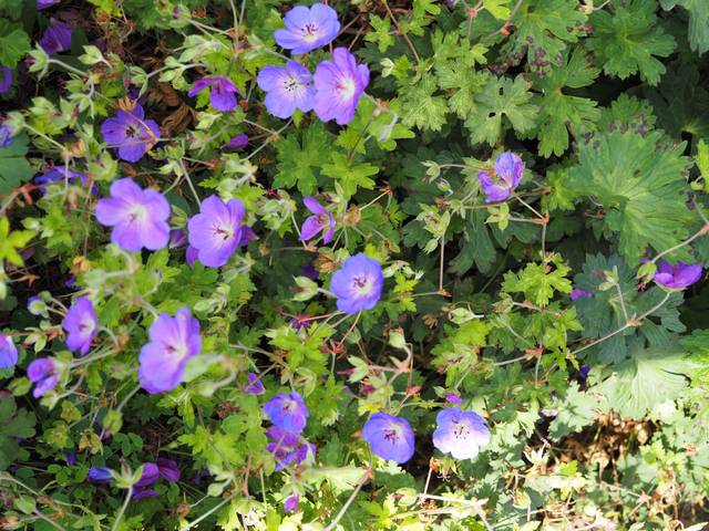 Geranium hybride 'Rozanne'