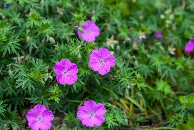 Geranium sanguineum