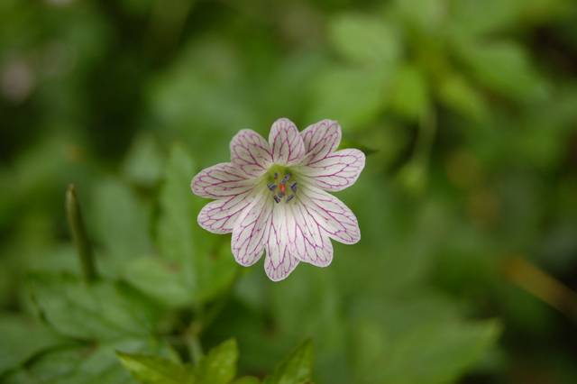 Geranium versicolor
