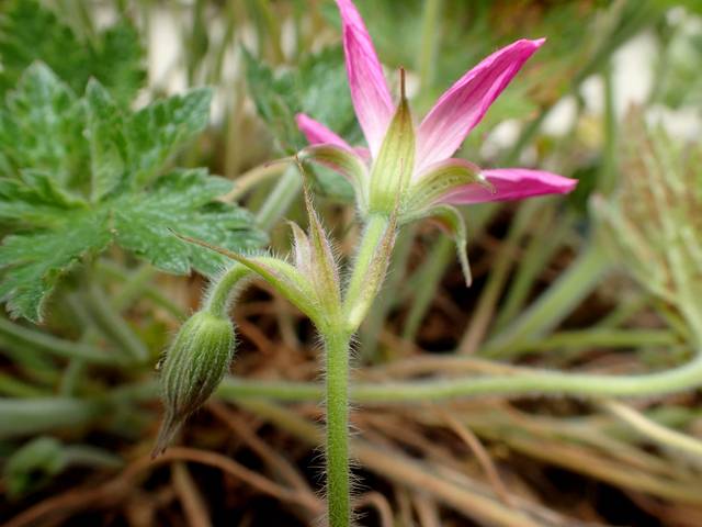 Geranium x oxonianum f. thurstonianum
